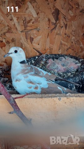 Гугутки млад чифт., снимка 2 - други­ - 37622459