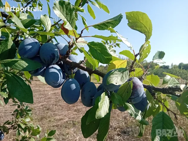 Продавам сливи за ракия, снимка 2 - Други - 55897336