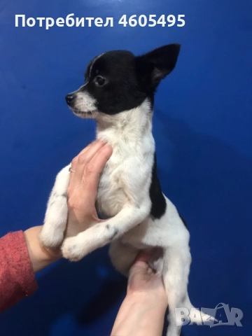 Мини ЧихуПинчери Арлекин