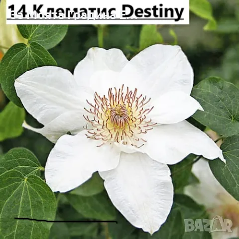 Клематис - 28 различни сорта , снимка 15 - Градински цветя и растения - 49760995