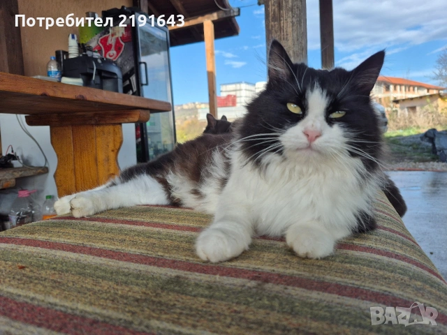женско ангорско коте, снимка 3 - Ангорски - 53381503