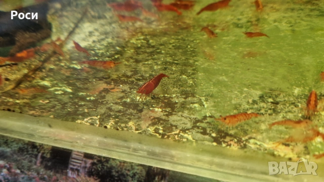 Продавам червени скариди/ ред чери/ ред сакура, снимка 3 - Рибки - 54019242