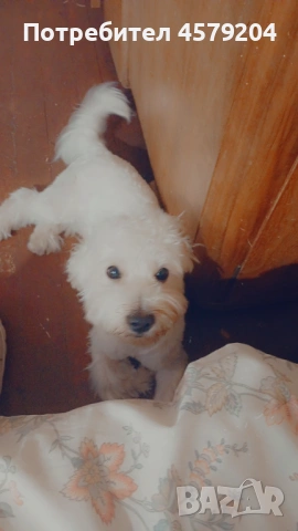 Продава се малтийска болонка 400 евро, снимка 2 - Други - 53933764