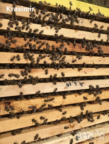 Продавам Кошери с Пчели Пчелни семейства Отводки Оплодени Пчелни Майки, снимка 6 - За пчели - 52760825