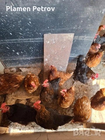 Кокошки носачки Ломан Браун, снимка 2 - За птици - 54236186