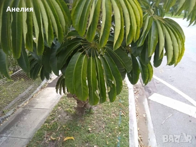 ШЕФЛЕРА Schefflera Actinophylla, снимка 2 - Стайни растения - 54277847