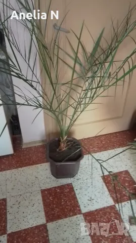 Палма-финикова, снимка 9 - Стайни растения - 30844825