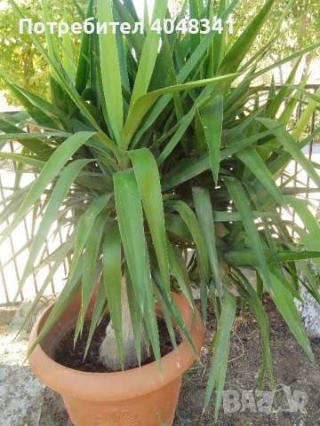 Голяма палма Юка, снимка 4 - Стайни растения - 52534299