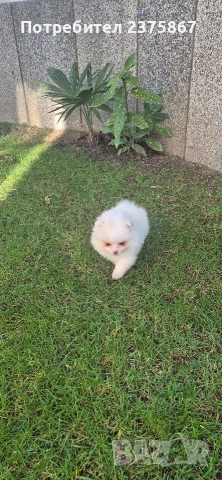 мъжко померанче,померан, снимка 4 - Померан - 52774921