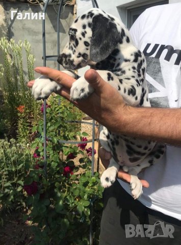 Далматинец,далматин, далматинче, снимка 3 - Далматинец - 36985328