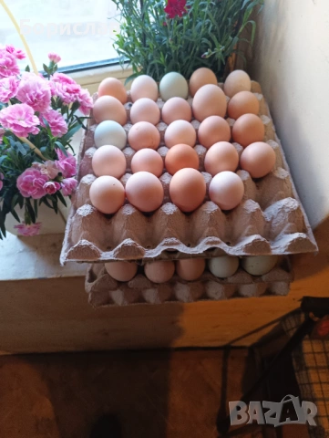 Яйца за люпене