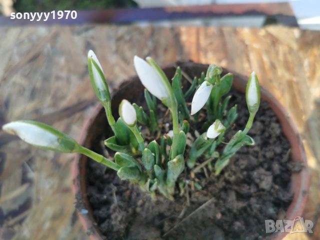 ЕКО КОКИЧЕ-ДОМАШНО 3001261607