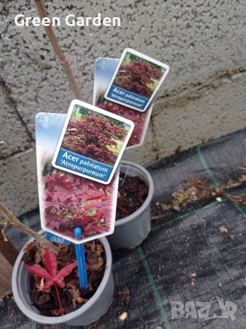 Acer японски клен , снимка 2 - Градински цветя и растения - 52360025