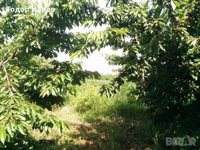 Черешова градина 4 дка между Крумово и Ягодово, снимка 4 - Земеделска земя - 35512202