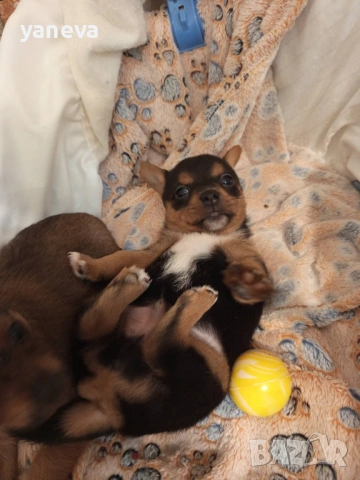 Подаряват се малки сладки кученца , снимка 2 - Други - 53916987