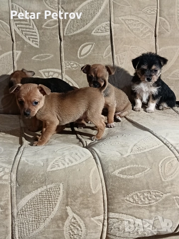 мини чиху пинчер , снимка 14 - Пинчер - 52813031