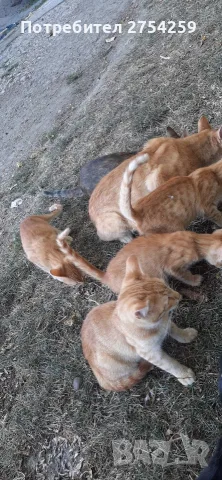 Котета за осиновяване!!!