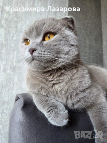 Шотландска клепоуха котка за разплод, снимка 3 - Други - 53959467