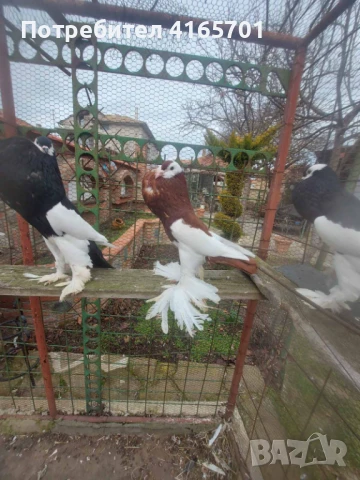 Продавам Седлати, снимка 2 - Гълъби - 51038445