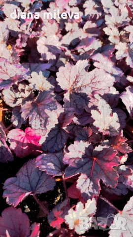 Хойхера  Amethyst Mist, снимка 4 - Градински цветя и растения - 52544153