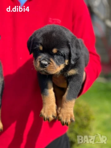 Ротвайлери , снимка 9 - Ротвайлер - 51151737