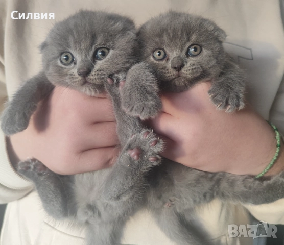 Шотландско клепоухо котенце , снимка 2 - Британска късокосместа - 52654194