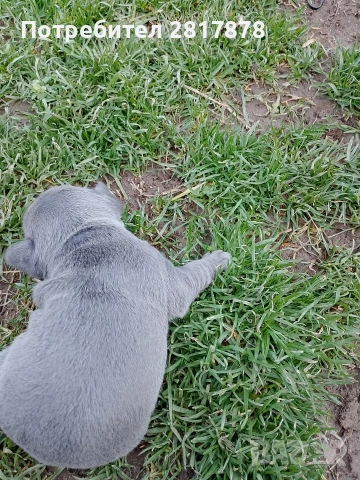 френски булдог , снимка 3 - Френски булдог - 53191321