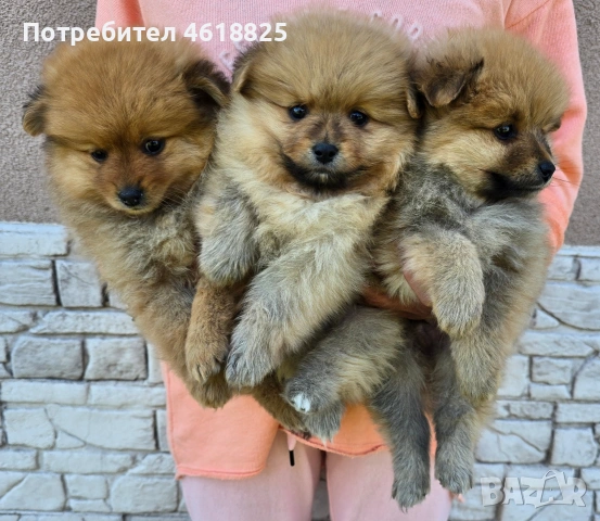 Померански шпицове , снимка 5 - Померан - 54318960