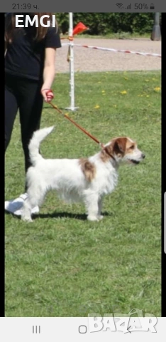 ДЖАК РЪСЕЛ ТЕРИЕР ТВЪРДОКОСМЕСТ РОДОСЛОВНИ РОДИТЕЛИ , снимка 7 - Джак ръсел териер - 53238113