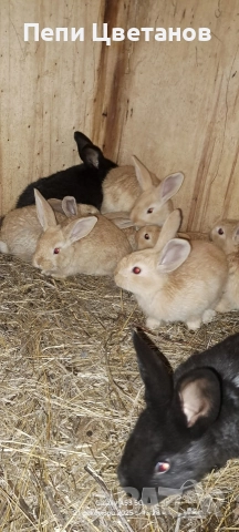 З А Й Ц И , снимка 5 - Други животни - 52951933