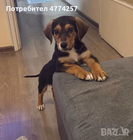 Подарявам малко кученце 🐶, снимка 5 - Други - 53937463