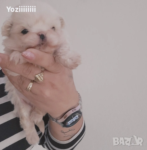 Кралски малки  пекинези