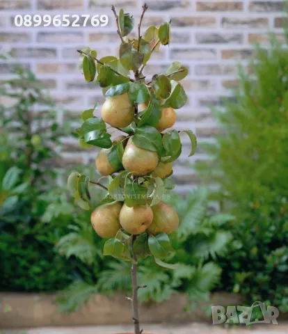 Мини Дръвчета 3 вида. 