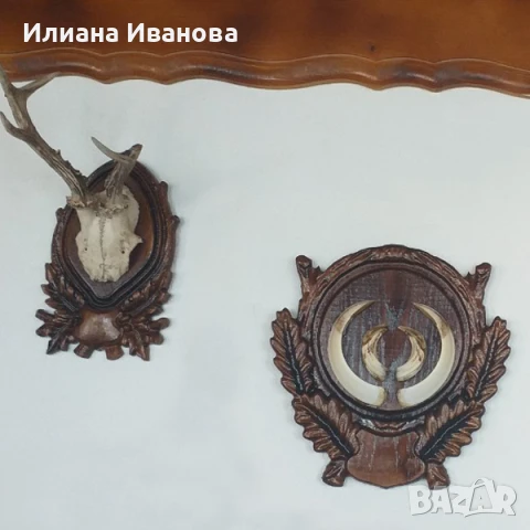 Поставки за ловни трофеи - за Глиги - Модел 5, снимка 6 - Пана - 12206738