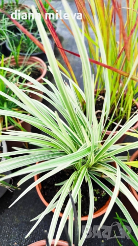 Промо пакет от 5 бр Декоративни треви, снимка 9 - Градински цветя и растения - 51779204