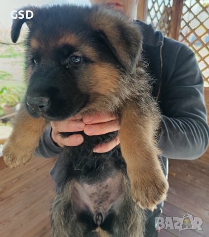 немска овчарка , снимка 4 - Немска овчарка - 52502541