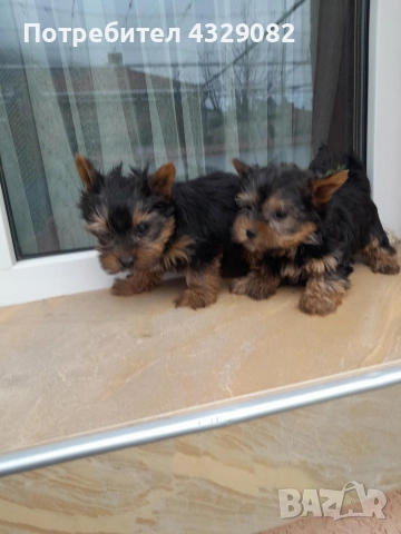 Продавам мини йоркита 