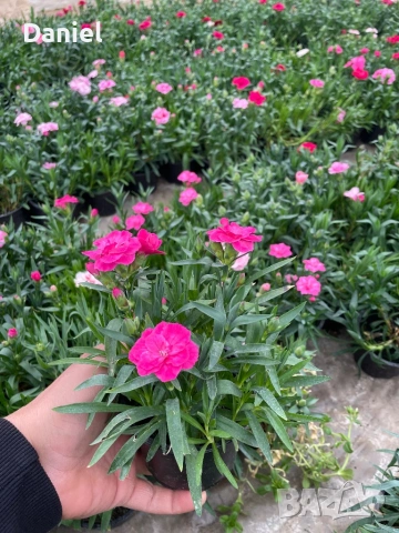 Карамфил и циклама