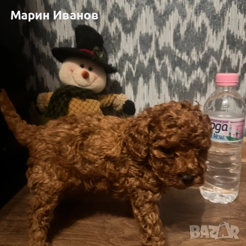 Пудел "Той" момче с две ваксини!, снимка 3 - Пудели - 52806080