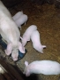 Продавам малки прасета, снимка 1