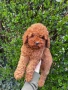 Мини Пудел Момче и Момиче  / Mini Poodle, снимка 3