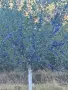 🍑☀️ НАТУРАЛНИ СУШЕНИ НА СЛЪНЦЕ СИНИ СЛИВИ ОТ ЕЛЕНСКИЯ БАЛКАН ☀️🍑, снимка 14