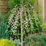 Плачеща върба Salix caprea kilmarnock, снимка 1