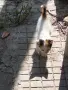 Спешно търсим осиновители за изхвърлени в кашон малки котенца , снимка 4
