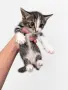 Подарявам 3 малки котенца, снимка 3