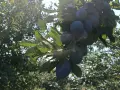 Сини сливи Стенлей , снимка 6