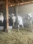 Продавам ялови кози, снимка 1