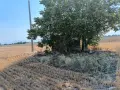 Земя град Съединение , снимка 9