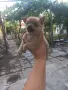 Продавам мъжко чихуа, снимка 2
