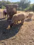 Продавам коза и овце, снимка 2